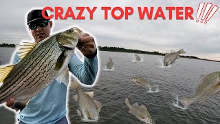 White Perch and Hybrid Bass Smackdown  Crazy Surfacing [upl. by Anerehs]