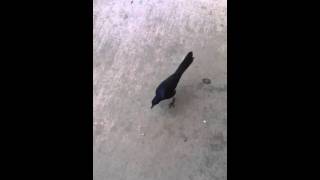 Pet Grackle [upl. by Pelag]