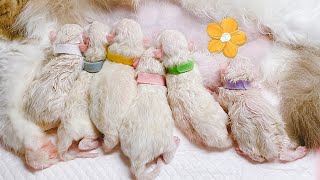 Six Adorable Baby Ragdoll Cats Have Been Born Come Check Them Out  Ragdoll Cat Part 1 Cute Cats [upl. by Leopold]