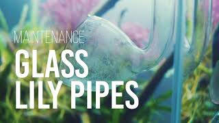 Maintenance Glass Lily Pipes [upl. by Kaz]