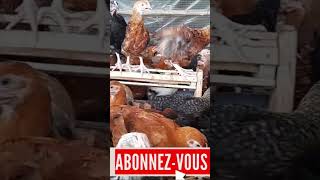 P17 Il est Devenu UN EXPERT En Production Du Poulet Local Après 2ans Délevage SEULEMENT [upl. by Eckart]