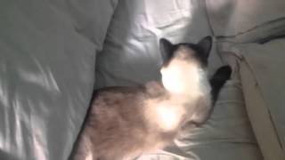 Chat qui dort sous la couette [upl. by Halfon782]