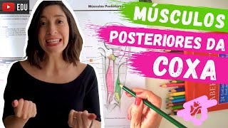 MÚSCULOS DA COXA POSTERIOR Anatomia para colorir [upl. by Ivz]