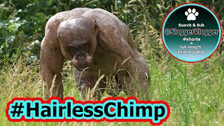 Jambo the Hairless Chimpanzee A Calm Outdoor Wander [upl. by Okihsoy]