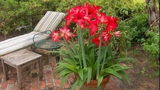 Lamaryllis hippeastrum  culture plantation taille et entretien [upl. by Benco]