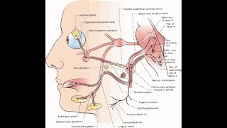 The Digastric branch of facial nerve Gives innervation to posterior belly of digastric muscle [upl. by Yllod473]