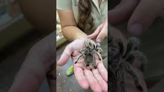 Gorgeous Rose Hair Tarantula 🥰🕷 [upl. by Cutlip]