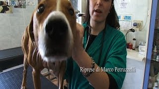 SALVARE UN CANE IN CASO DI CRISI CONVULSIVE SOS VETERINARIO [upl. by Ynnohj]