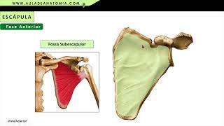 OSSO ESCÁPULA [upl. by Ylagam67]