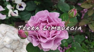 Vlog216 Terra Limburgia Цветение роз Терра Лимбурджия Бельгия 2006 г [upl. by Gordy480]