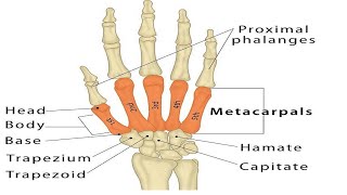 Two Minutes of Anatomy Carpometacarpal Joints CMC Jts [upl. by Marcin]