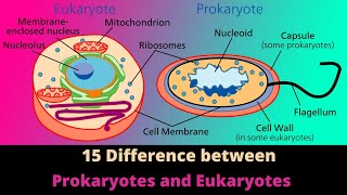 Difference Between  Prokaryotes vs Eukaryotes  Microbiology  Hindi [upl. by Thirion]