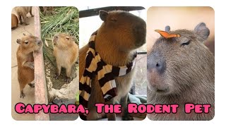 The Adorable Capybara Do You Own one at home They are amazingly likeable  Cute Pets Bonding [upl. by Nicholas]