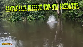 BERBURU ARWANA LANGSUNG DI SARANGNYA Pt1 [upl. by Kali51]