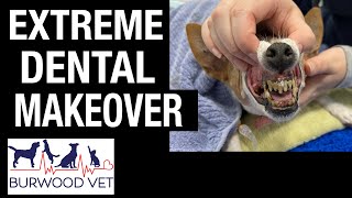 Extreme Dog Dental makeover Some of the worst teeth we have seen [upl. by Ynohtnaleahcim]