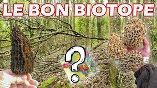 Où trouver des morilles  Mes astuces concernant le biotope [upl. by Pavel]