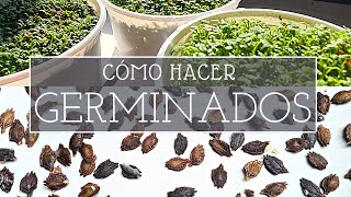 ¿Cómo hacer GERMINADOS  Microgreens o brotes  PARTE 1  Método simple y rápido [upl. by Lime]