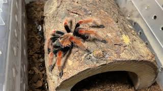 Female mexican fire leg tarantula The new brachypelma Boehmei rehouse [upl. by Spada603]