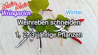 Weinrebe zurück schneiden 1 2 3 jährige Weinrebe Rückschnitt im Winter  Herbst Trauben Video 1 [upl. by Cristine317]