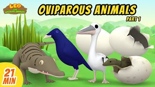 Oviparous Animals Minisode Compilation Part 17  Leo the Wildlife Ranger  Animation  For Kids [upl. by Aisyle]