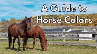 A Guide to Horse Colors [upl. by Yelrahc]