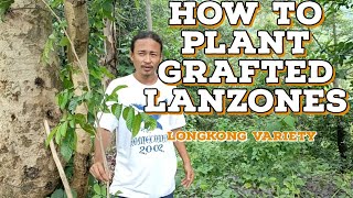 How to Plant Grafted Lanzones  Paano magtanim ng Lanzones [upl. by Nameerf]