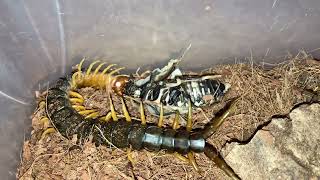 Scolopendra cingulata takes molted roach Σαρανταποδαρούσα παίρνει μαλακή κατσαρίδα [upl. by Htebirol879]