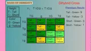 Genetics Part 1 Basic Mendelian [upl. by Eceinahs109]