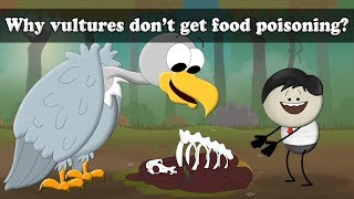 Why vultures dont get food poisoning  aumsum kids science education children [upl. by Marris]