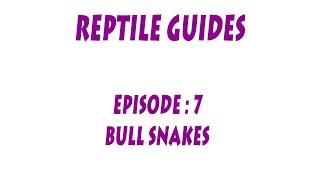 SNA GUIDES Bull Snakes Pituophis catenfier sayi [upl. by Yukio]