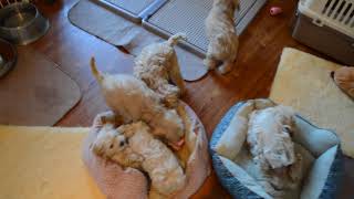 Schnoodle Puppies Pen set up [upl. by Bonine638]