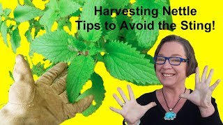 ✅ Stinging Nettle Rash Harvest Tips to Avoid the Sting of Nettle Leaf [upl. by Hsirrehc8]