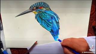 Kingfisher Color pencil art [upl. by Lias891]