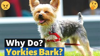 Why does my Yorkie bark and How to Stop Excessive Barking [upl. by Anuait568]