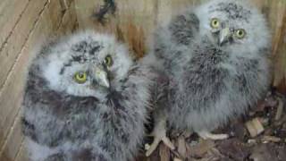 Morepork ruru chicks and mum at ZealandiaKarori Sanctuary [upl. by Aidni309]