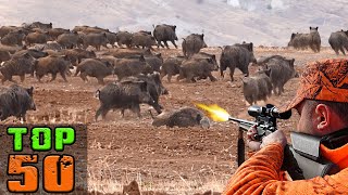 TOP 50 DOMUZ AVI EN İYİ SAHNELER TOP 50 WILD BOAR Hunting Down Americas Most Destructive Pest [upl. by Torbert]