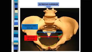 PELVIS PELVIMETRIA [upl. by Delly]