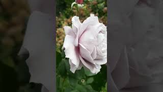 Rose Novalis Троянда Новалісflowers garden rose plants gardening [upl. by Yemirej]