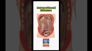 Retroperitoneal structuresperitonealanatomygitmbbsmedicalstudenteducationmedicalshortstrend [upl. by Dnaletak468]