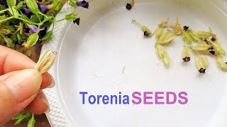 Pruning and Collecting Torenia Seeds [upl. by Ardle]