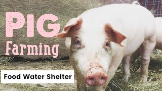 Pig Farming What you for raising pigs  Waterers Feeders and Housing [upl. by Brenza]