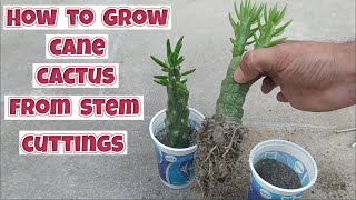 how to grow cane cactus from stem cuttings  Austrocylindropuntia propagation from stem cuttings [upl. by Cohberg]