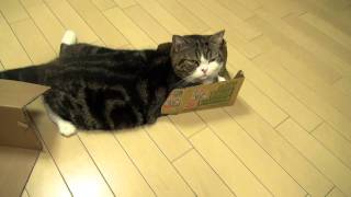 いろいろな箱とねこ２。Many boxes and Maru2 [upl. by Kcaz647]