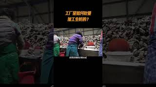 工厂是如何批量加工生蚝的？生蚝 生蚝养殖 牡蛎 科普 涨知识 [upl. by Anoek]