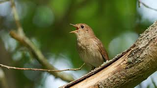 Het geluid van de Nachtegaal  Natuur en vogel geluiden  10 uur [upl. by Yregram]