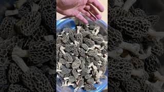 Morel Mushrooms Morel Hunting Gucchi Mushrooms viral morelstories [upl. by Armil114]