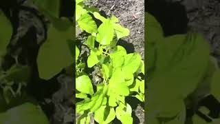 Well it’s time to replant these callaloo ￼ [upl. by Abott]