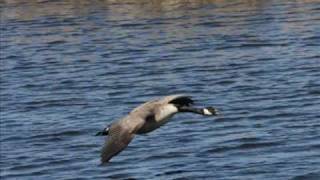 Goose Landing in Horicon Marsh Wisconsin [upl. by Southard6]