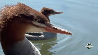 Merganser Madness duck ducks [upl. by Yelloh]