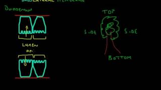 Giải thích thuật ngữ quotBasolateral Membranequot [upl. by Alurd476]